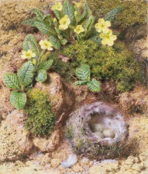 Primroses with Birds Nest